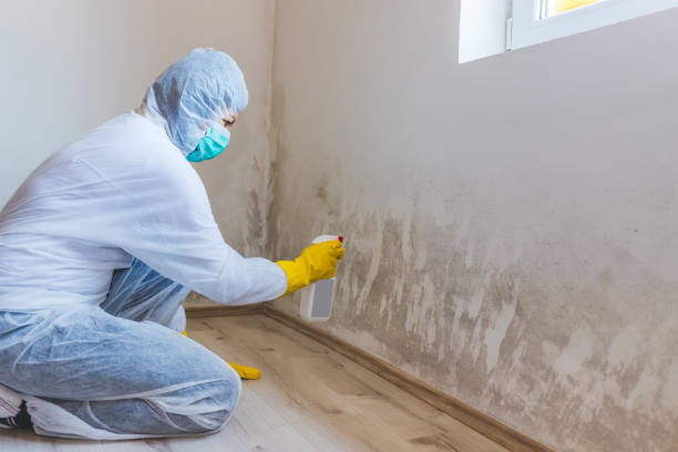 Licensed Attic Mold Remediation service in Greenville, NC - Car Mold Remediation