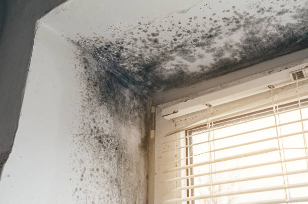 Affordable Attic Mold Remediation solutions in Greenville, NC