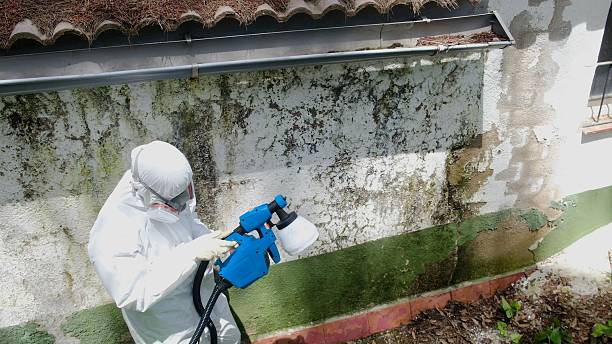 Top rated local Attic Mold Remediation specialists in Greenville, NC